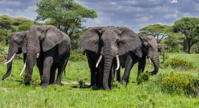 Tarangire Safari