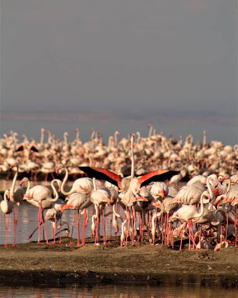 Lake Manyara