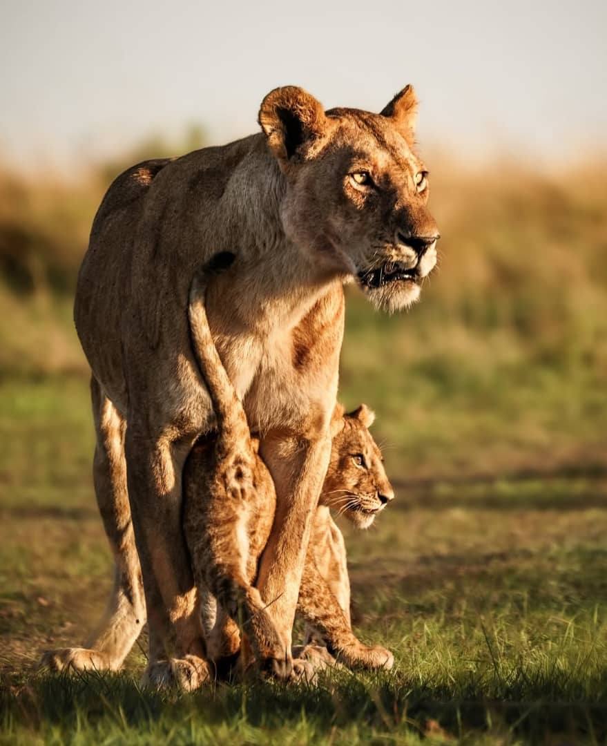 Serengeti Safari