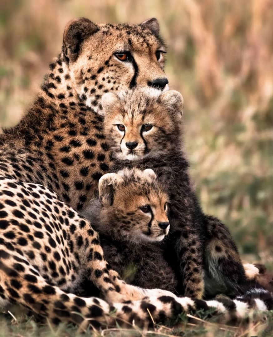 Serengeti Lion Safari Travel Nest