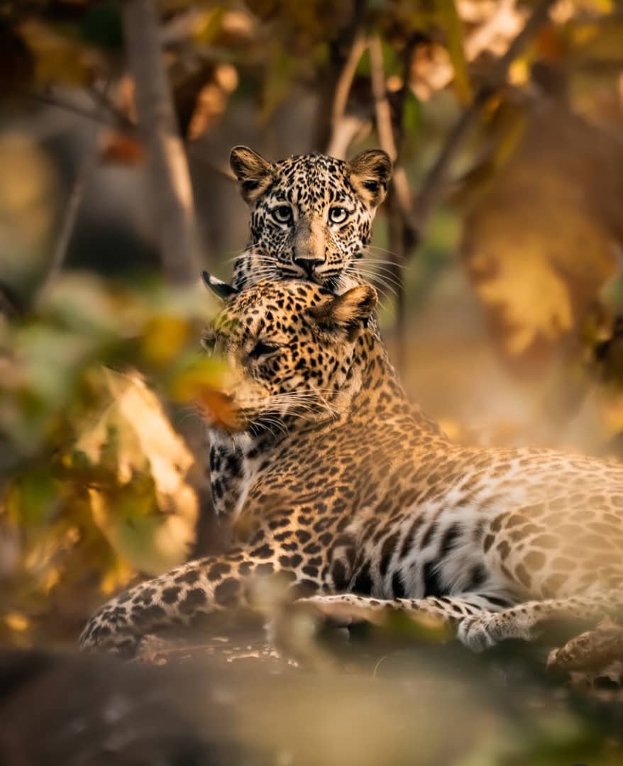 African Wildlife