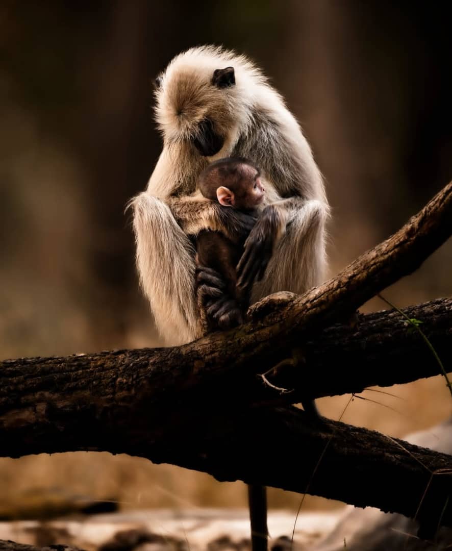 African Wildlife