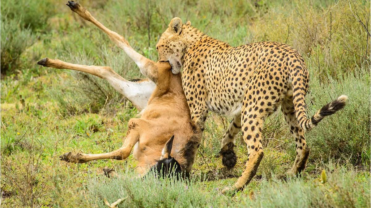 African Wildlife