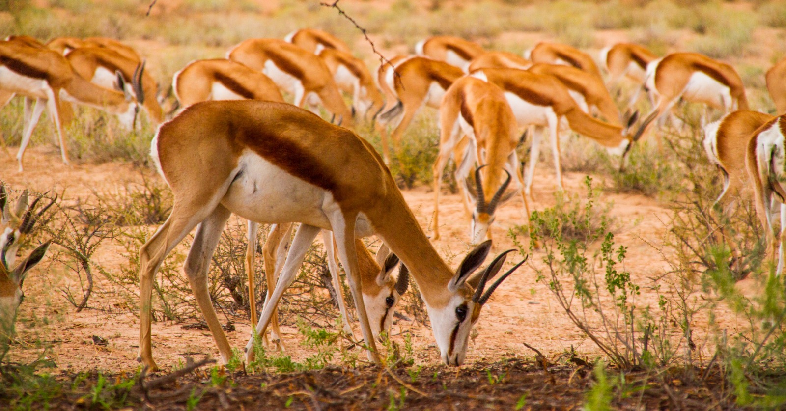 Great Migration