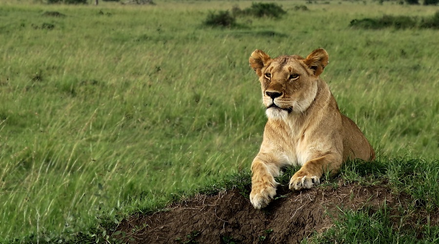 Serengeti Lions
