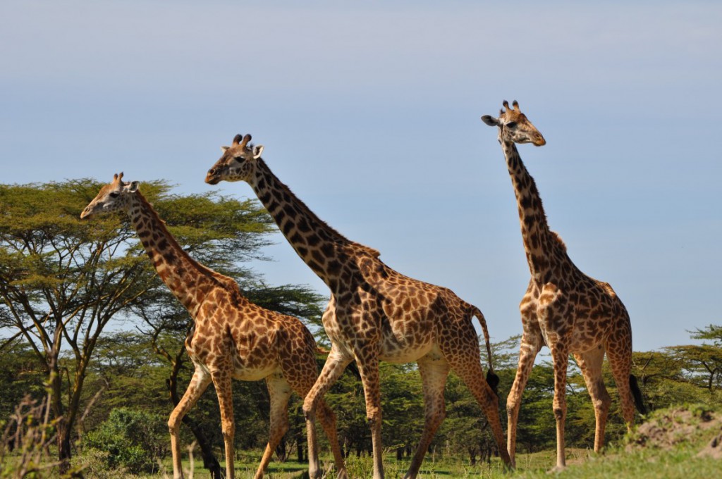 Great Migration
