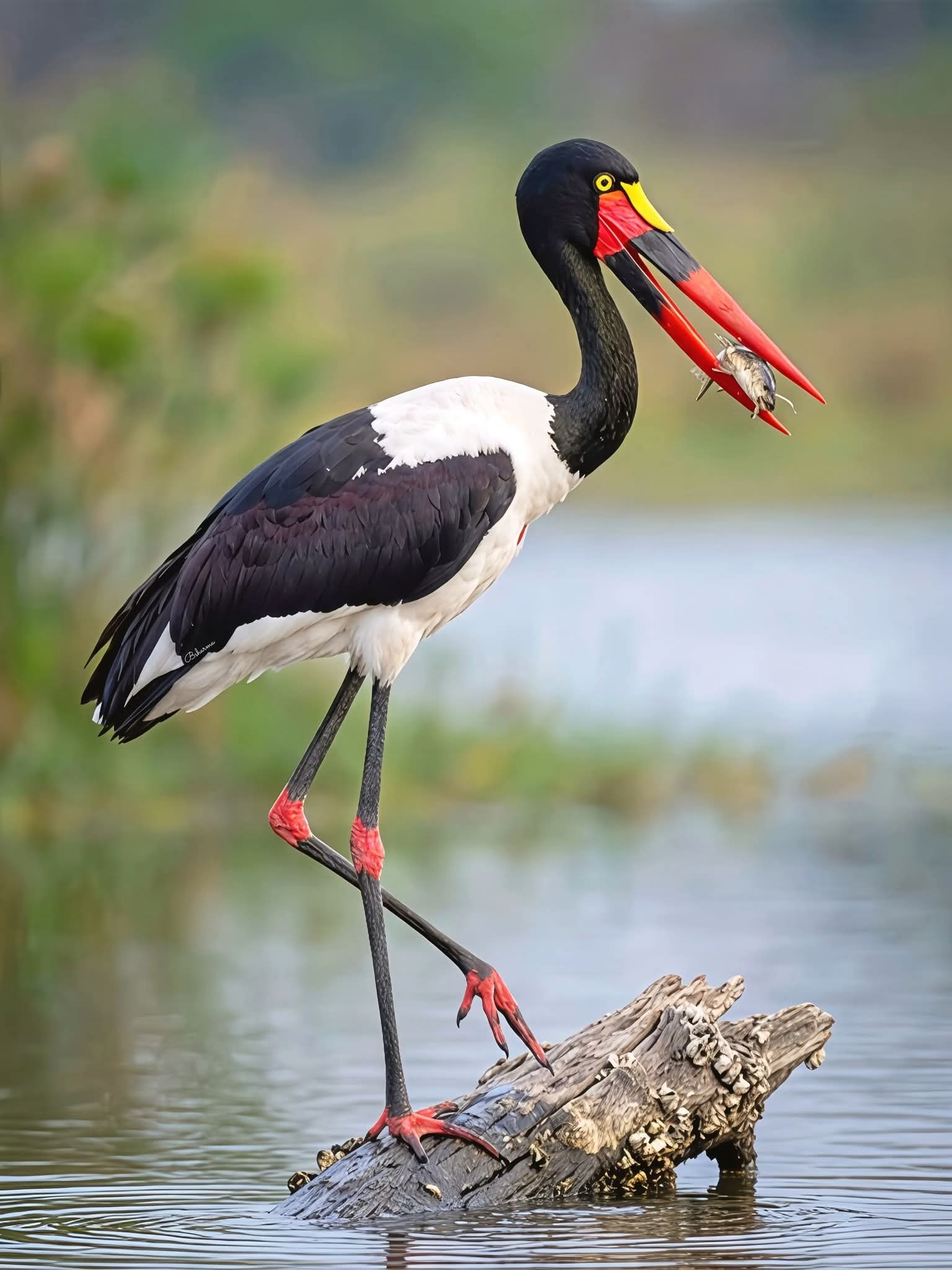 African Wildlife