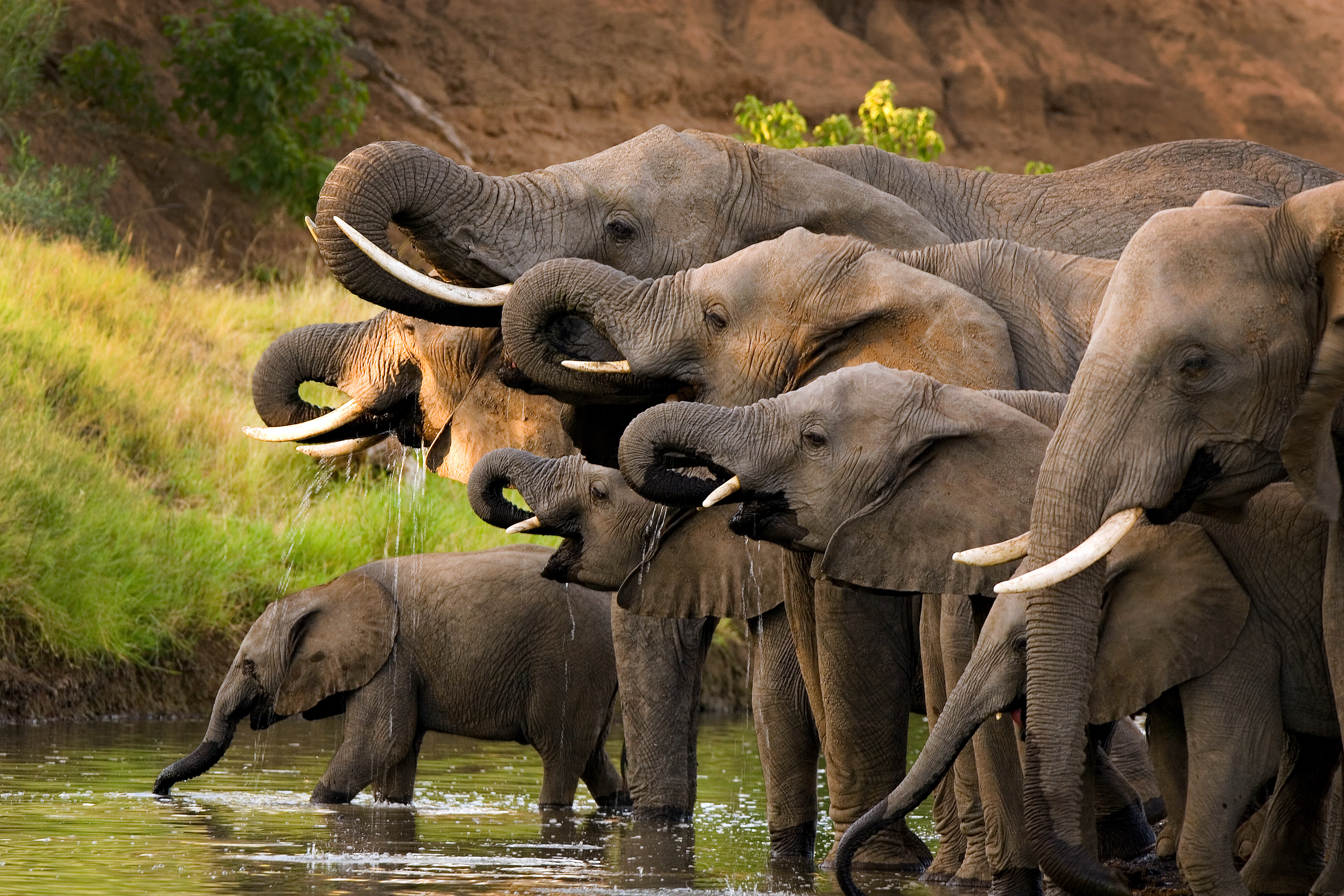 Great Migration