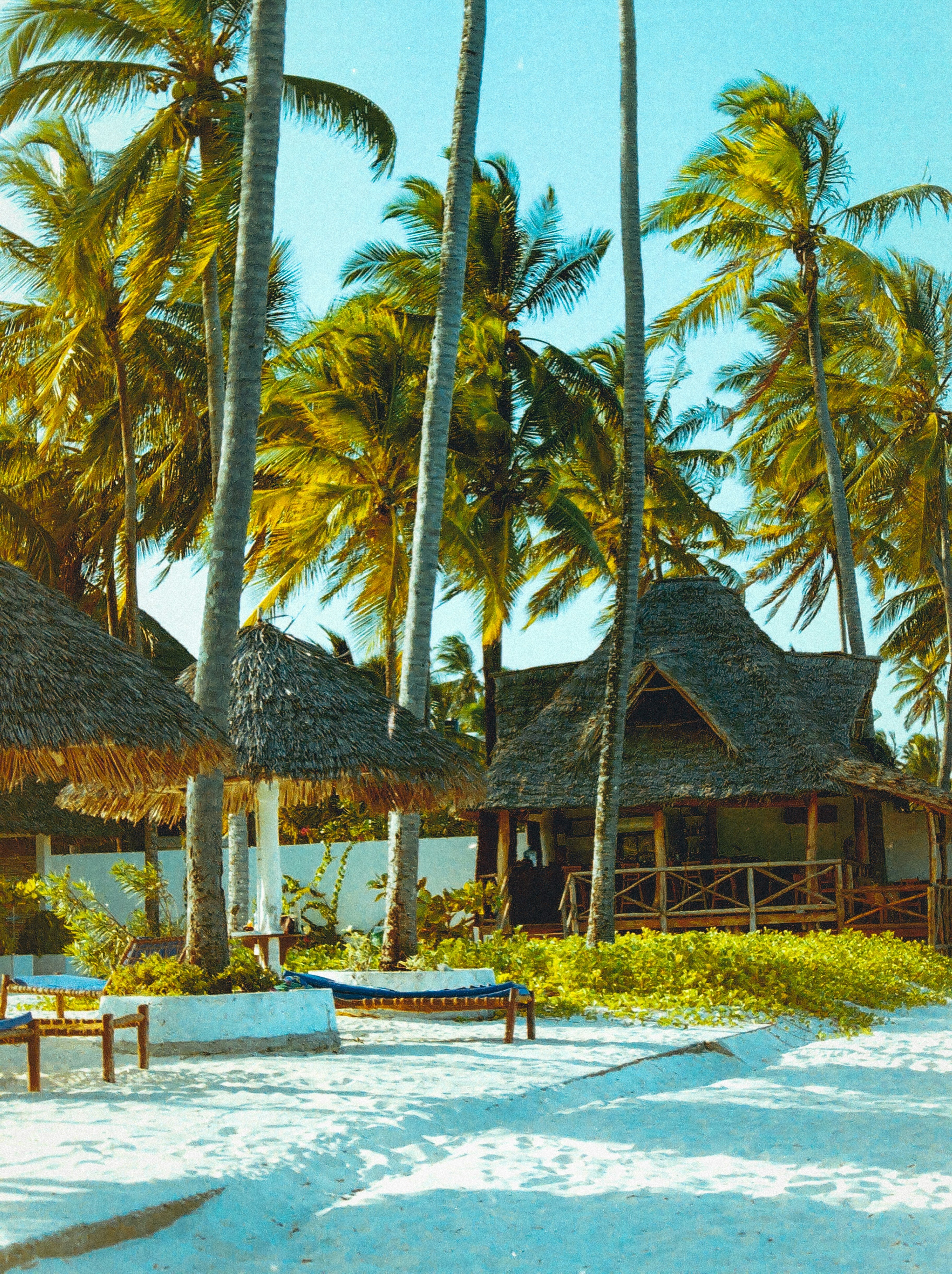 Mafia Island Whale Sharks